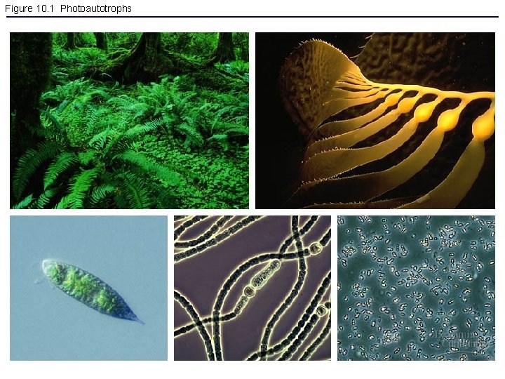 Figure 10. 1 Photoautotrophs 