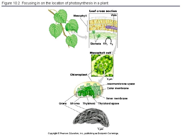 Figure 10. 2 Focusing in on the location of photosynthesis in a plant 