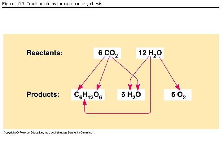 Figure 10. 3 Tracking atoms through photosynthesis 