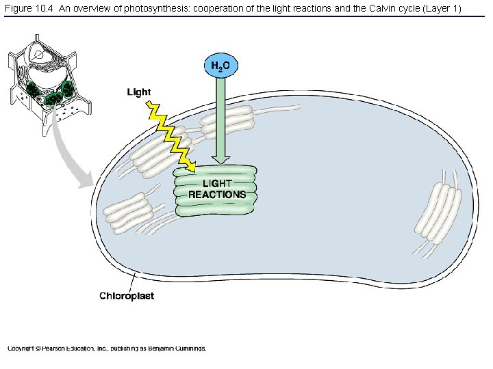 Figure 10. 4 An overview of photosynthesis: cooperation of the light reactions and the