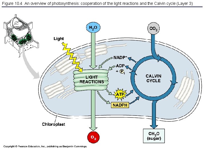 Figure 10. 4 An overview of photosynthesis: cooperation of the light reactions and the