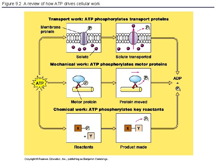 Figure 9. 2 A review of how ATP drives cellular work 