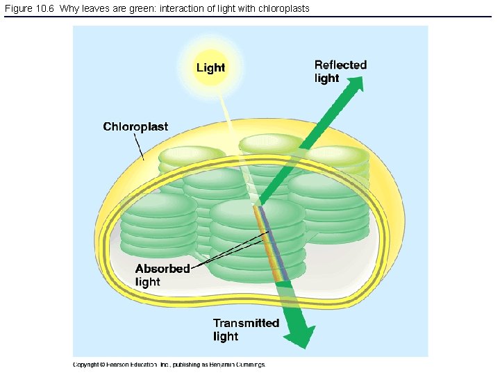 Figure 10. 6 Why leaves are green: interaction of light with chloroplasts 