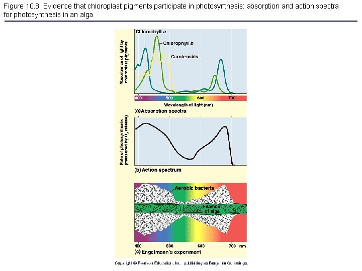 Figure 10. 8 Evidence that chloroplast pigments participate in photosynthesis: absorption and action spectra