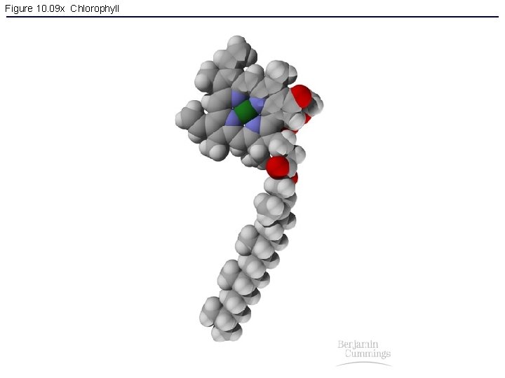 Figure 10. 09 x Chlorophyll 