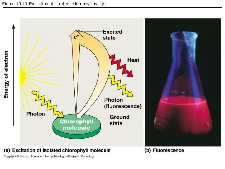 Figure 10. 10 Excitation of isolated chlorophyll by light 