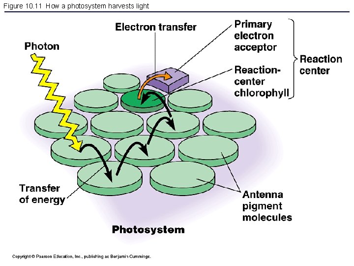 Figure 10. 11 How a photosystem harvests light 