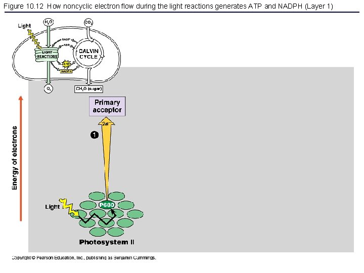 Figure 10. 12 How noncyclic electron flow during the light reactions generates ATP and