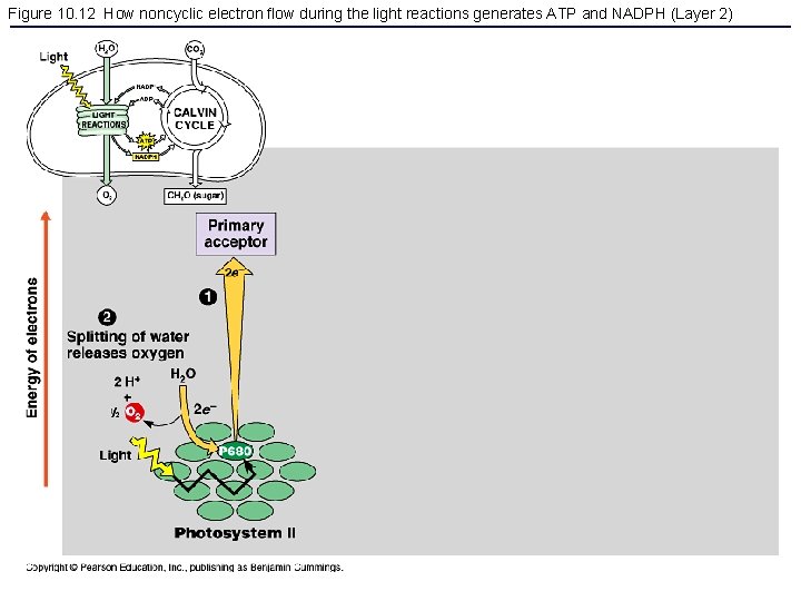 Figure 10. 12 How noncyclic electron flow during the light reactions generates ATP and