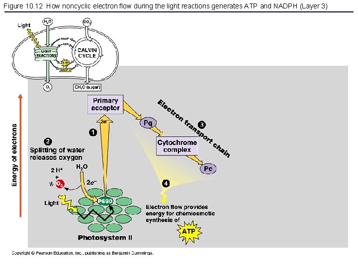 Figure 10. 12 How noncyclic electron flow during the light reactions generates ATP and