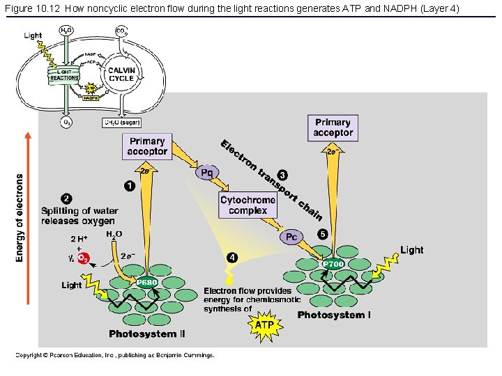 Figure 10. 12 How noncyclic electron flow during the light reactions generates ATP and