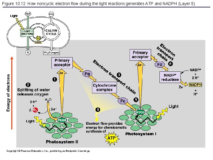 Figure 10. 12 How noncyclic electron flow during the light reactions generates ATP and