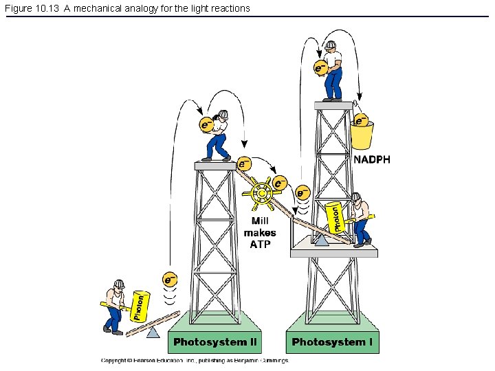 Figure 10. 13 A mechanical analogy for the light reactions 