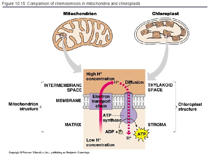 Figure 10. 15 Comparison of chemiosmosis in mitochondria and chloroplasts 