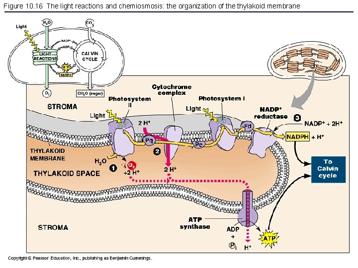 Figure 10. 16 The light reactions and chemiosmosis: the organization of the thylakoid membrane