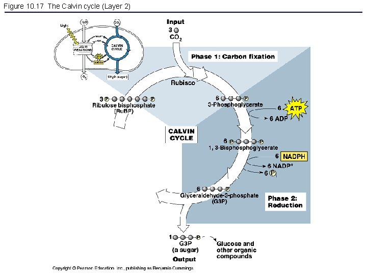 Figure 10. 17 The Calvin cycle (Layer 2) 