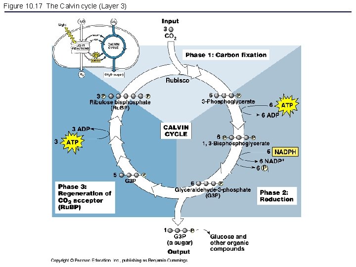 Figure 10. 17 The Calvin cycle (Layer 3) 