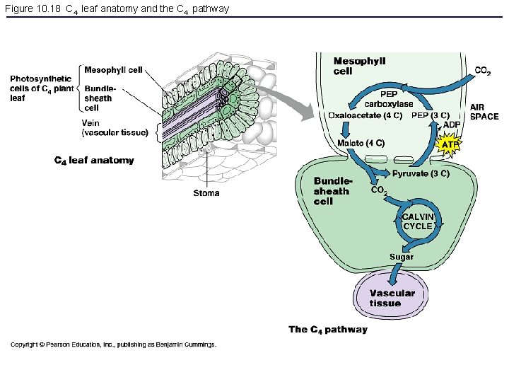 Figure 10. 18 C 4 leaf anatomy and the C 4 pathway 