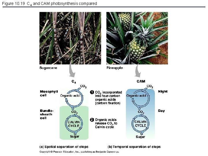 Figure 10. 19 C 4 and CAM photosynthesis compared 