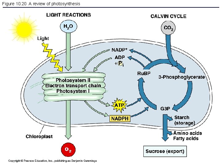 Figure 10. 20 A review of photosynthesis 