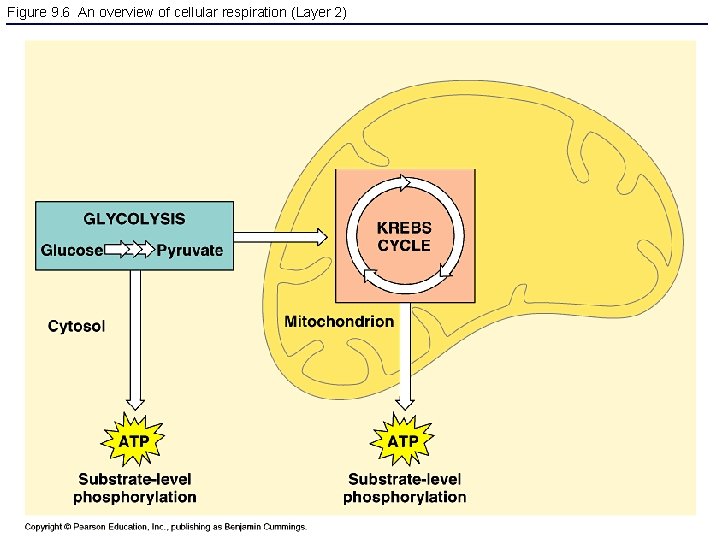 Figure 9. 6 An overview of cellular respiration (Layer 2) 