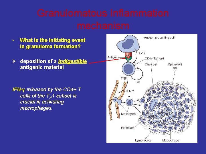 Granulomatous Inflammation mechanism • What is the initiating event in granuloma formation? Ø deposition