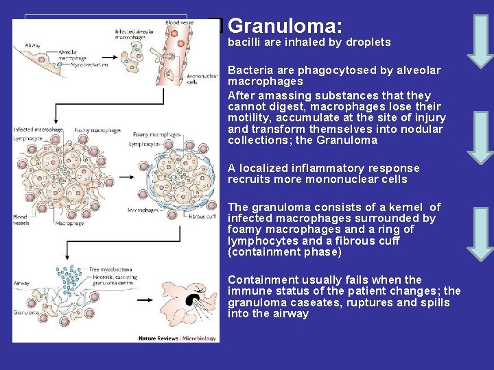  Granuloma: bacilli are inhaled by droplets Bacteria are phagocytosed by alveolar macrophages After