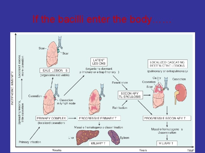 If the bacilli enter the body…… 