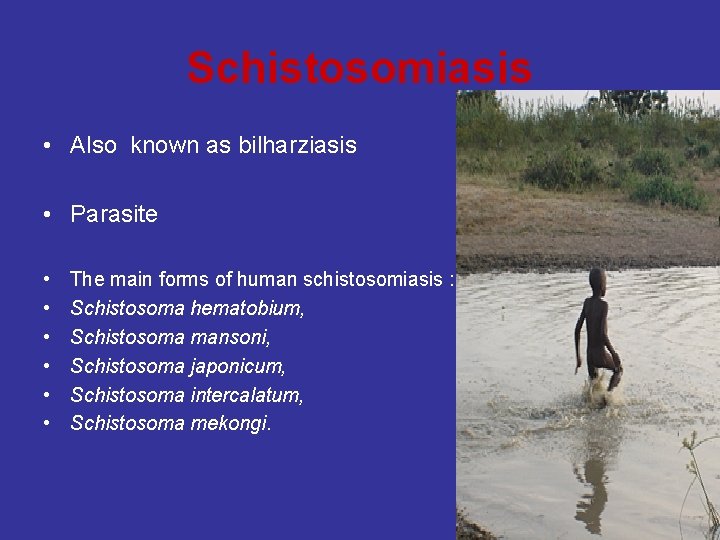 Schistosomiasis • Also known as bilharziasis • Parasite • • • The main forms