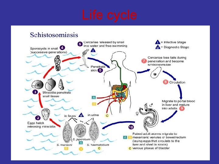 Life cycle 