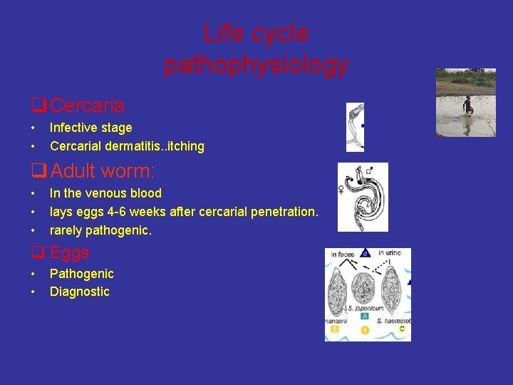 Life cycle pathophysiology q Cercaria • • Infective stage Cercarial dermatitis. . itching q