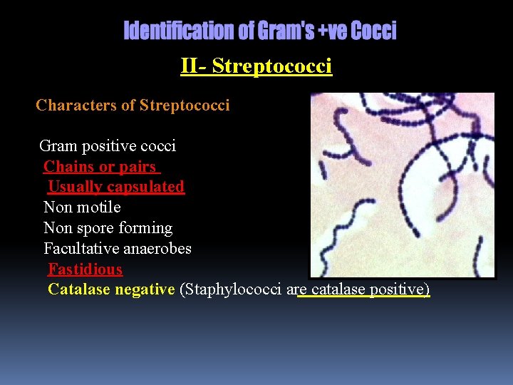 II- Streptococci Characters of Streptococci Gram positive cocci Chains or pairs Usually capsulated Non