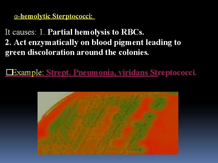 α-hemolytic Sterptococci: It causes: 1. Partial hemolysis to RBCs. 2. Act enzymatically on blood