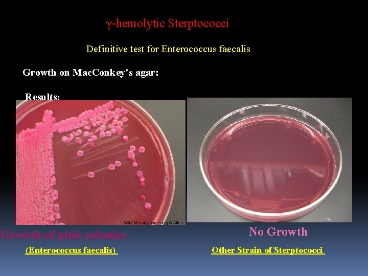 γ-hemolytic Sterptococci Definitive test for Enterococcus faecalis Growth on Mac. Conkey’s agar: Results: Growth