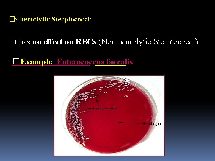 �γ-hemolytic Sterptococci: It has no effect on RBCs (Non hemolytic Sterptococci) �Example: Enterococcus faecalis