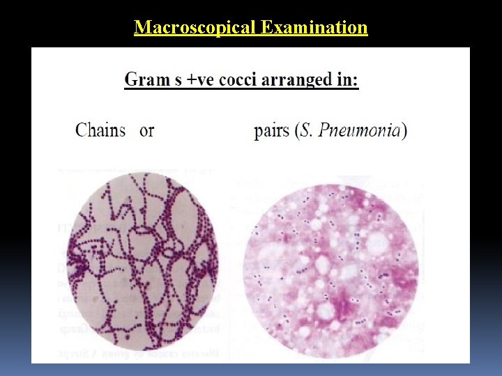 Macroscopical Examination 