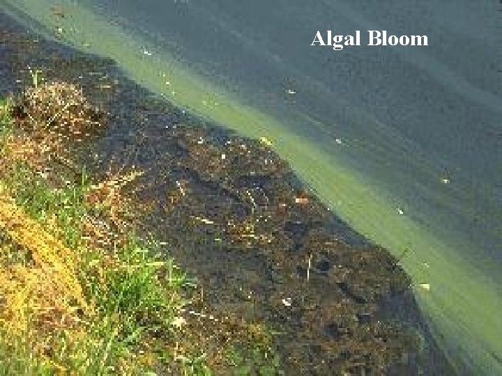 Algal Bloom Algal Bloom