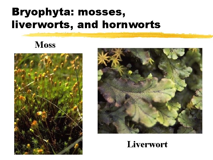 Bryophyta: mosses, liverworts, and hornworts Moss Liverwort Bryophyta: mosses, liverworts, and hornworts Moss Liverwort