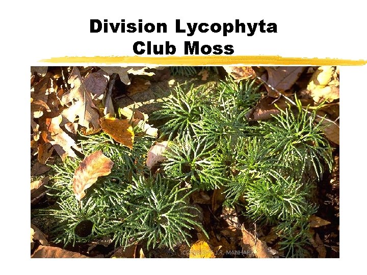 Division Lycophyta Club Moss Division Lycophyta Club Moss
