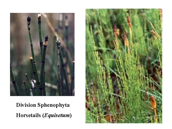 Division Sphenophyta Horsetails (Equisetum) Division Sphenophyta Horsetails (Equisetum)