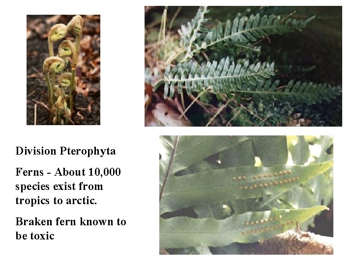 Division Pterophyta Ferns - About 10, 000 species exist from tropics to arctic. Braken Division Pterophyta Ferns - About 10, 000 species exist from tropics to arctic. Braken