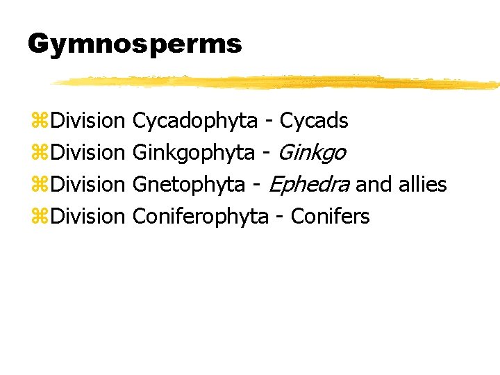 Gymnosperms z. Division Cycadophyta - Cycads Ginkgophyta - Ginkgo Gnetophyta - Ephedra and allies Gymnosperms z. Division Cycadophyta - Cycads Ginkgophyta - Ginkgo Gnetophyta - Ephedra and allies
