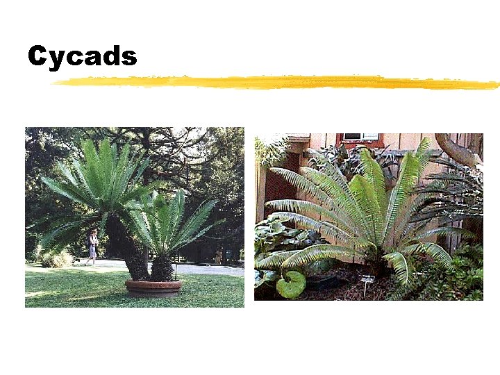 Cycads Cycads