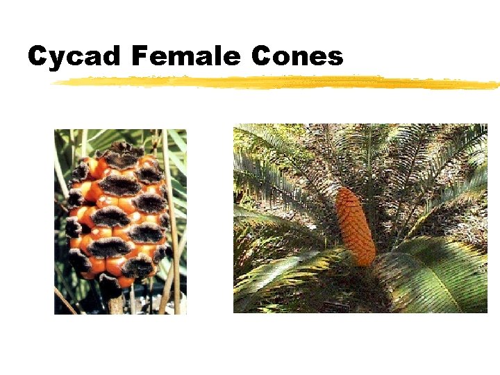 Cycad Female Cones Cycad Female Cones