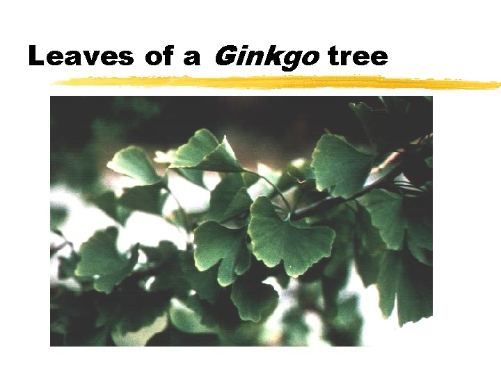 Leaves of a Ginkgo tree Leaves of a Ginkgo tree
