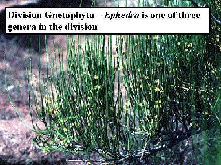 Division Gnetophyta – Ephedra is one of three genera in the division Division Gnetophyta – Ephedra is one of three genera in the division