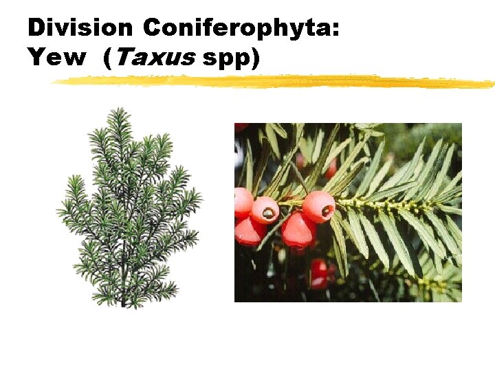 Division Coniferophyta: Yew (Taxus spp) Division Coniferophyta: Yew (Taxus spp)