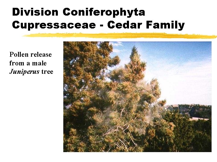 Division Coniferophyta Cupressaceae - Cedar Family Pollen release from a male Juniperus tree Division Coniferophyta Cupressaceae - Cedar Family Pollen release from a male Juniperus tree