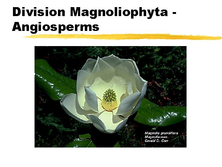 Division Magnoliophyta Angiosperms Division Magnoliophyta Angiosperms