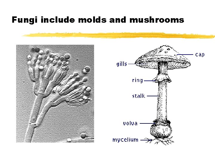 Fungi include molds and mushrooms Fungi include molds and mushrooms